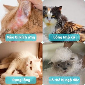 Rủi ro khi tắm cho mèo bằng dầu gội đầu