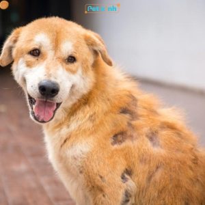 Chó bị ve rận