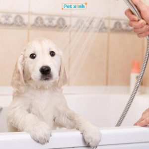 Tắm trị ve chó
