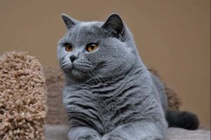 Nuôi thú cưng và những điều cần lưu ý