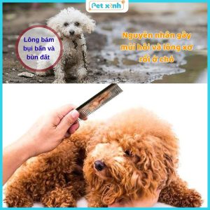 Nguyên nhân gây mùi hôi và lông xơ rối ở chó