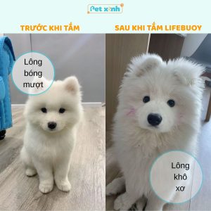 Chó trước và sau khi tắm Lifebuoy