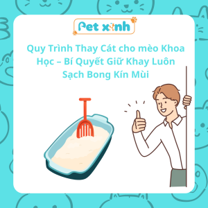 Bí quyết thay cát cho mèo sạch bóng kín mùi