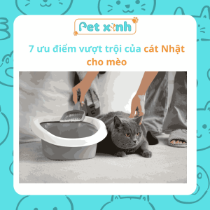 7 ưu điểm vượt trội của cát Nhật cho mèo