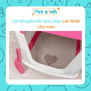 Lời khuyên khi lựa chọn cát nhật cho mèo