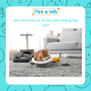Giải mã hành vi: Vì sao mèo không lấp cát?