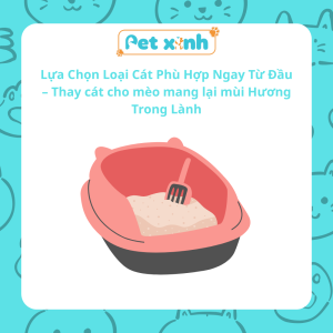 Thay cát cho mèo mang lại mùi hương trong lành