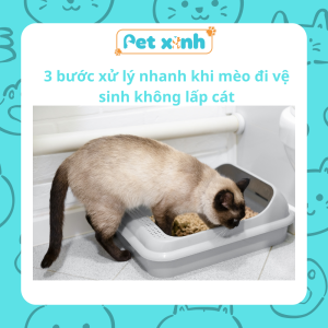 3 bước xử lý nhanh khi mèo đi vệ sinh không lấp cát