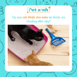 Vì sao cát nhật cho mèo lại được ưa chuộng tới vậy