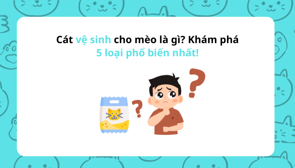 Cát vệ sinh cho mèo là gì? Khám phá 5 loại phổ biến nhất!