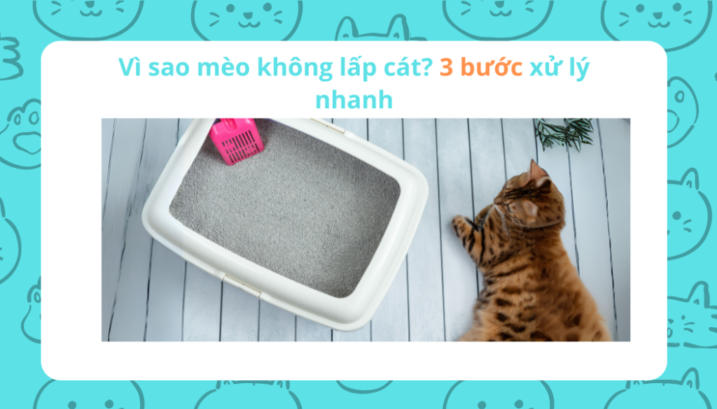 Vì sao mèo không lấp cát? 3 bước xử lý nhanh