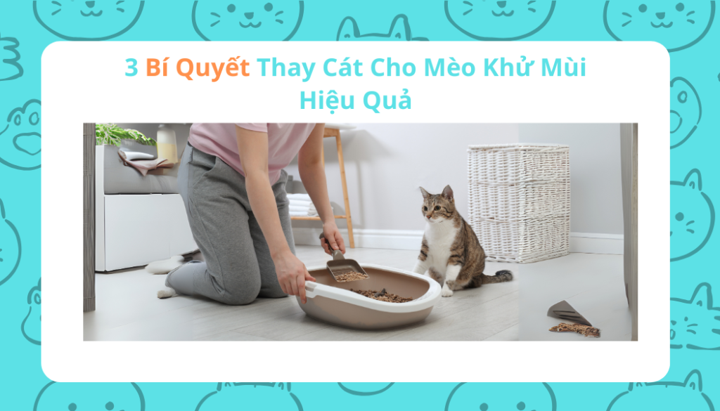 3 bí quyết thay cát cho mèo khử mùi hiệu quả
