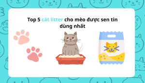 Top 5 cát litter cho mèo được sen tin dùng nhất