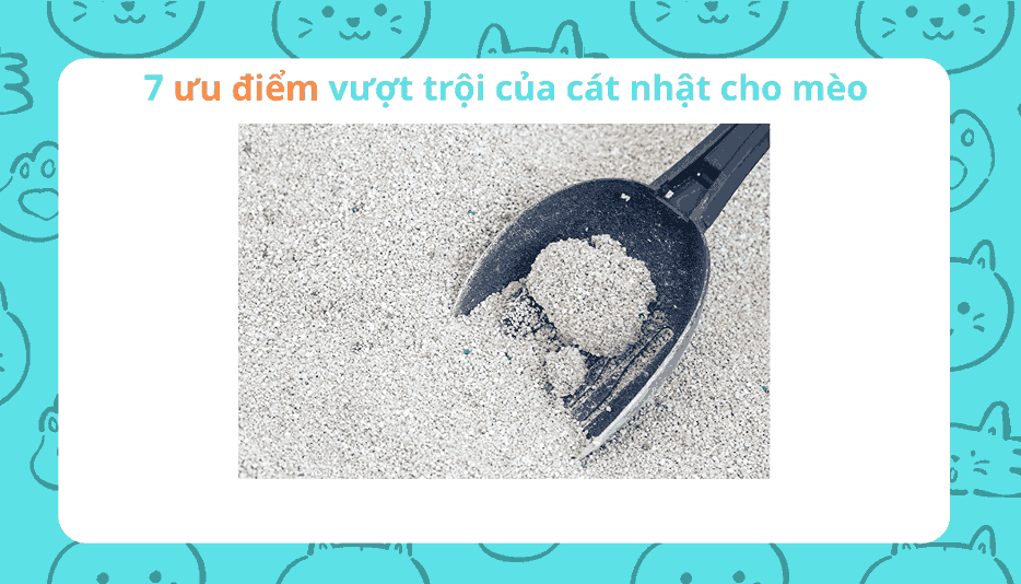 7 ưu điểm vượt trội của cát nhật cho mèo