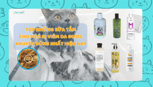 Top những sữa tắm cho mèo bị viêm da được khuyên dùng nhất hiện nay