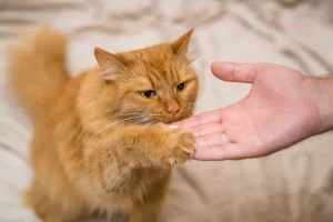 Hướng dẫn nuôi mèo cho người mới bắt đầu