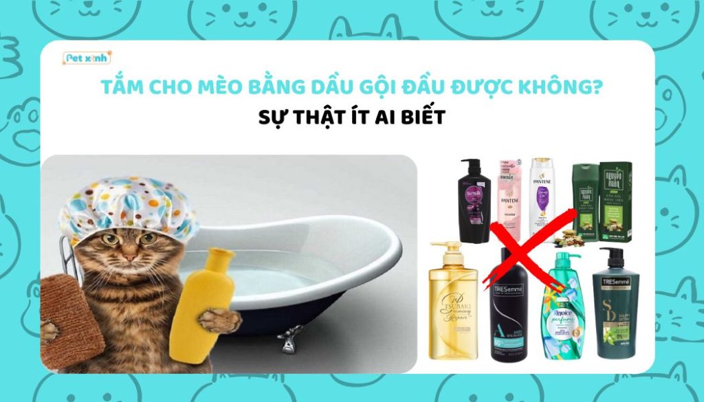 Tắm cho mèo bằng dầu gội đầu được không