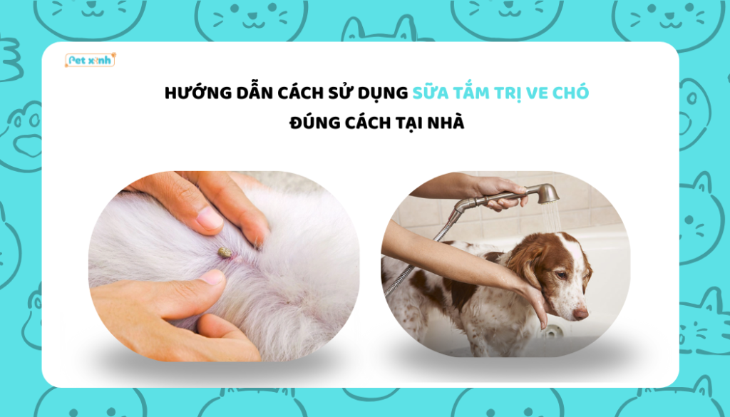 Hướng dẫn cách sử dụng sữa tắm trị ve chó đúng cách tại nhà