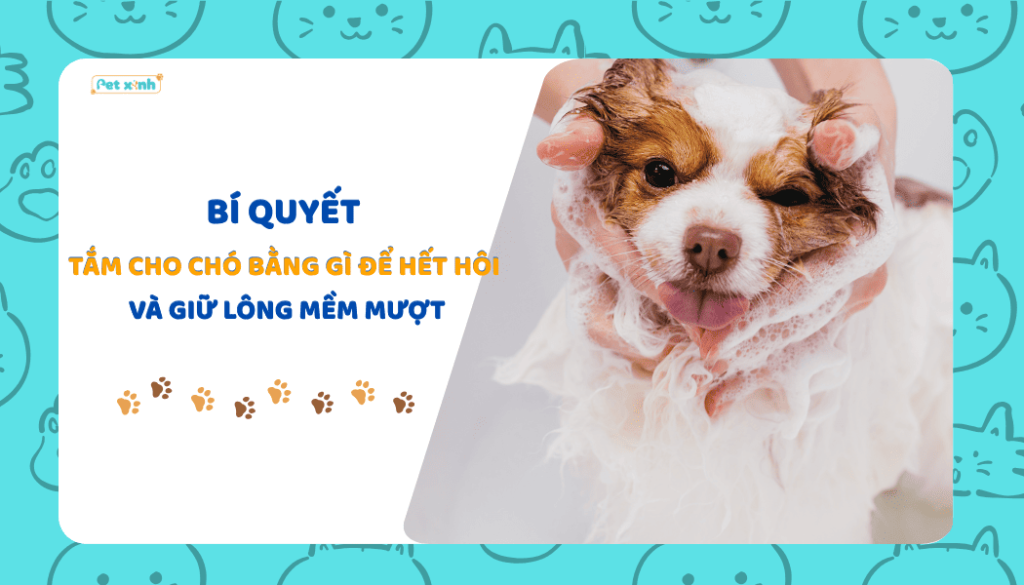 Bí quyết tắm cho chó bằng gì để hết hôi và giữ lông mềm mượt