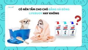 Có nên tắm cho chó bằng xà bông Lifebuoy hay không?