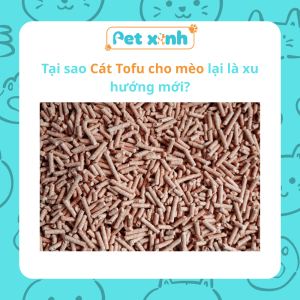 Tại sao Cát Tofu cho mèo lại là xu hướng mới?