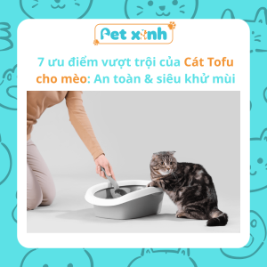 7 ưu điểm vượt trội của Cát Tofu cho mèo An toàn & siêu khử mùi