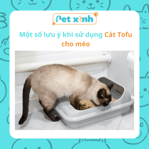 Một số lưu ý khi sử dụng Cát Tofu cho mèo