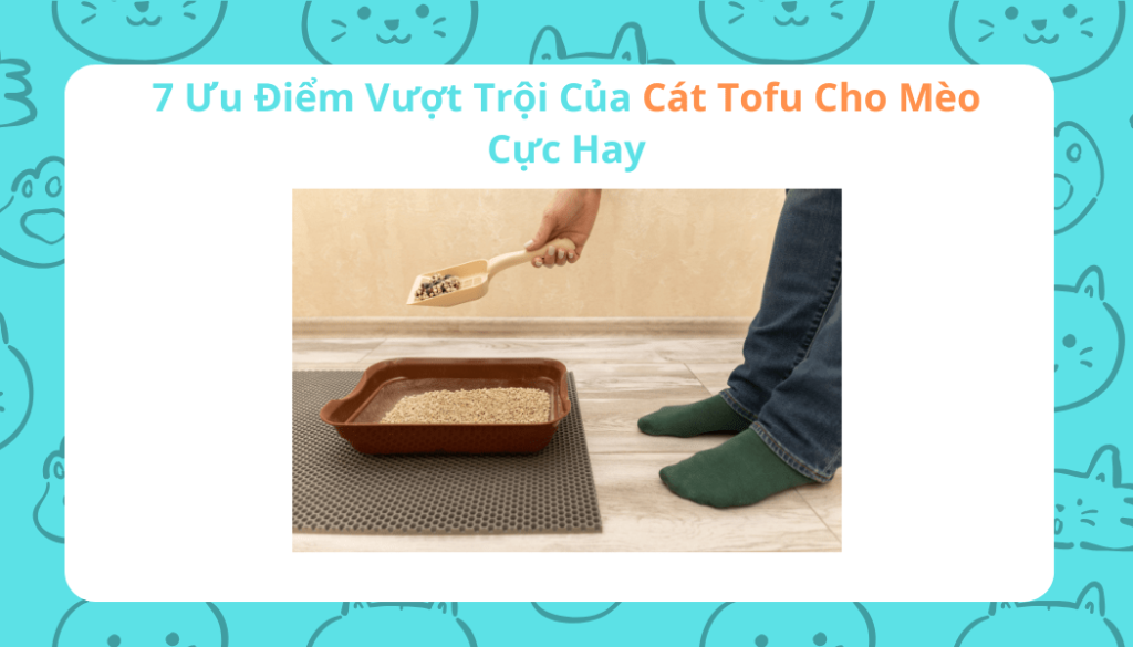 7 Ưu Điểm Vượt Trội Của Cát Tofu Cho Mèo Cực Hay